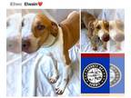 American Pit Bull Terrier DOG FOR ADOPTION RGADN-1174500 - ELWAIN - Pit Bull