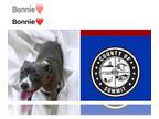 American Pit Bull Terrier DOG FOR ADOPTION RGADN-1174502 - BONNIE - Pit Bull