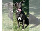 Labrador Retriever Mix DOG FOR ADOPTION RGADN-1174510 - MILLIE - Labrador