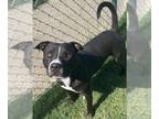 American Pit Bull Terrier Mix DOG FOR ADOPTION RGADN-1174511 - BEEF - American