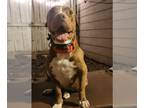 American Pit Bull Terrier Mix DOG FOR ADOPTION RGADN-1174516 - Amelia - Pit Bull