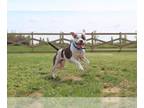 American Pit Bull Terrier Mix DOG FOR ADOPTION RGADN-1174518 - Minnow - Pit Bull