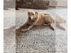 Labrador Retriever Mix DOG FOR ADOPTION RGADN-1174530 - Macie - Labrador