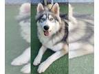 Siberian Husky Mix DOG FOR ADOPTION RGADN-1174536 - BANH MI - Siberian Husky /