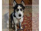 Siberian Husky DOG FOR ADOPTION RGADN-1174547 - Rio - Siberian Husky (long coat)