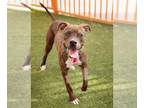 American Pit Bull Terrier Mix DOG FOR ADOPTION RGADN-1174557 - *SPRINKLE - Pit