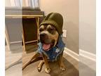 American Pit Bull Terrier Mix DOG FOR ADOPTION RGADN-1174563 - Anna Nicole -