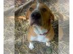 Black Mouth Cur Mix DOG FOR ADOPTION RGADN-1174570 - Prince - Black Mouth Cur /