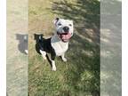 Staffordshire Bull Terrier Mix DOG FOR ADOPTION RGADN-1174572 - *KELLEY -