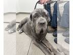 Neapolitan Mastiff DOG FOR ADOPTION RGADN-1174588 - Bettina - Neapolitan Mastiff