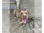 American Pit Bull Terrier DOG FOR ADOPTION RGADN-1174593 - BOSCO - Pit Bull
