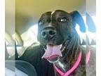 American Pit Bull Terrier Mix DOG FOR ADOPTION RGADN-1174597 - Dumpling -
