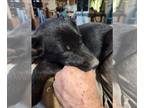 Australian Shepherd Mix DOG FOR ADOPTION RGADN-1174614 - Shi Ann - Australian