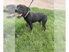 Rottweiler DOG FOR ADOPTION RGADN-1174622 - CRIMSON - Rottweiler (medium coat)