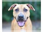 Black Mouth Cur Mix DOG FOR ADOPTION RGADN-1174634 - LUNA - Black Mouth Cur /