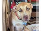 Labrador Retriever Mix DOG FOR ADOPTION RGADN-1174635 - Hazel - Labrador