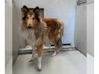 Collie DOG FOR ADOPTION RGADN-1174636 - Sassy - Collie (medium coat) Dog For