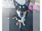 Australian Kelpie-Australian Shepherd Mix DOG FOR ADOPTION RGADN-1174645 - ROY -