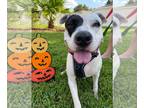 American Staffordshire Terrier Mix DOG FOR ADOPTION RGADN-1174647 - Mr Meaty -