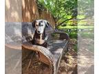 Beagle Mix DOG FOR ADOPTION RGADN-1174649 - Chickie - Beagle / Mixed (short