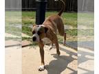 American Pit Bull Terrier Mix DOG FOR ADOPTION RGADN-1174656 - Precious -