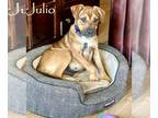 Boxer-German Shepherd Dog Mix DOG FOR ADOPTION RGADN-1174665 - Julio - Boxer /