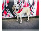 Great Dane Mix DOG FOR ADOPTION RGADN-1174669 - Atlas - Great Dane / Mixed Dog