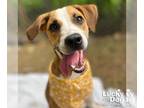 Beagle-English Foxhound Mix DOG FOR ADOPTION RGADN-1174674 - Cocoa - Foxhound /