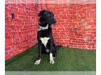 Great Dane DOG FOR ADOPTION RGADN-1174682 - AUBREE PUPPY - Great Dane Dog For