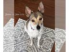 Rat Terrier Mix DOG FOR ADOPTION RGADN-1174696 - Maddie - Rat Terrier / Mixed
