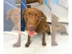 Labralas DOG FOR ADOPTION RGADN-1174706 - Lawrence The Happy Go Lucky Fella -