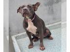 American Pit Bull Terrier Mix DOG FOR ADOPTION RGADN-1174711 - *MIMOSA - Pit