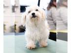 Pom-A-Poo DOG FOR ADOPTION RGADN-1174721 - Beans & Rice - Pomeranian / Poodle