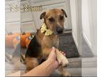 American Pit Bull Terrier-German Shepherd Dog Mix DOG FOR ADOPTION RGADN-1174781