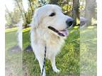 Great Pyrenees DOG FOR ADOPTION RGADN-1174786 - Rocky - Great Pyrenees (long