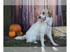 Great Pyrenees DOG FOR ADOPTION RGADN-1174788 - Sparrow - Great Pyrenees (long