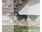 Doxle DOG FOR ADOPTION RGADN-1174791 - Ember - Beagle / Dachshund / Mixed