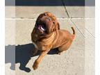 Dogue de Bordeaux DOG FOR ADOPTION RGADN-1174794 - Manji- Southern California -