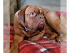 Dogue de Bordeaux DOG FOR ADOPTION RGADN-1174796 - Rupert- Connecticut - Dogue