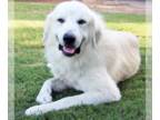 Golden Pyrenees DOG FOR ADOPTION RGADN-1174801 - Quinn - Great Pyrenees / Golden