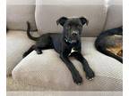 Labrador Retriever Mix DOG FOR ADOPTION RGADN-1174806 - Bucatini (TX) - Labrador