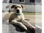 Labrador Retriever Mix DOG FOR ADOPTION RGADN-1174831 - MARSHAL - Labrador
