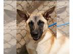 German Shepherd Dog Mix DOG FOR ADOPTION RGADN-1174883 - Eva - German Shepherd