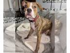 American Staffordshire Terrier Mix DOG FOR ADOPTION RGADN-1174884 - Biscotti -