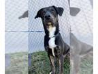 German Shorthaired Pointer-Rottweiler Mix DOG FOR ADOPTION RGADN-1174895 - RUBIN