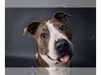 American Pit Bull Terrier Mix DOG FOR ADOPTION RGADN-1174917 - September - Pit