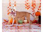 American Staffordshire Terrier Mix DOG FOR ADOPTION RGADN-1174929 - Bravo -