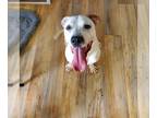 Dogo Argentino Mix DOG FOR ADOPTION RGADN-1174960 - Lurch - Dogo Argentino /