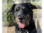 Australian Shepherd Mix DOG FOR ADOPTION RGADN-1174982 - Sampson - Australian