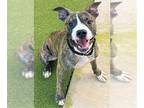 Boxer DOG FOR ADOPTION RGADN-1174984 - REX - Boxer (medium coat) Dog For